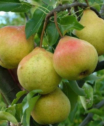 Груша «Памяти Яковлева» в каталоге СЦ Корекозево