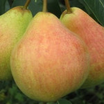 Миниатюра 3. Груша «Памяти Яковлева» в каталоге СЦ Корекозево