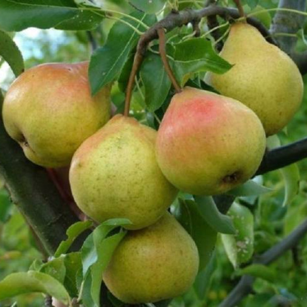Фото 1. Груша «Памяти Яковлева» в каталоге СЦ Корекозево