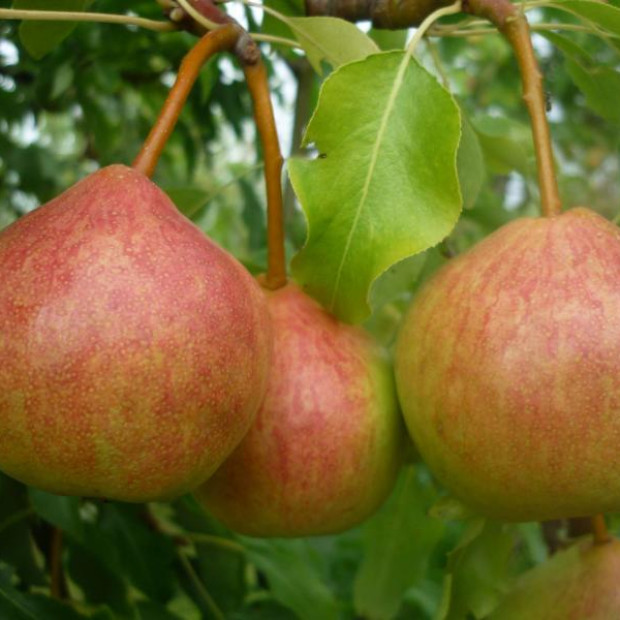 Фото 2. Груша «Памяти Яковлева» в каталоге СЦ Корекозево