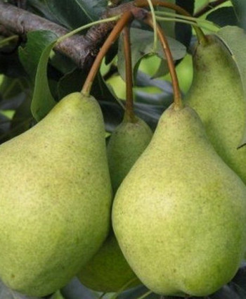 Груша «Завея» в каталоге СЦ Корекозево