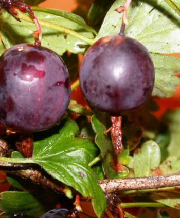 Крыжовник «Северный Капитан» в каталоге СЦ Корекозево