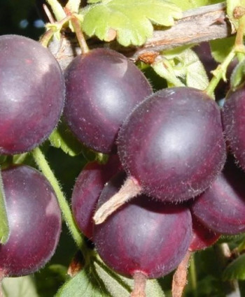 Крыжовник «Северный Капитан» в каталоге СЦ Корекозево