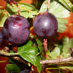 Миниатюра 1. Крыжовник «Северный Капитан» в каталоге СЦ Корекозево