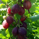 Миниатюра 2. Крыжовник «Северный Капитан» в каталоге СЦ Корекозево