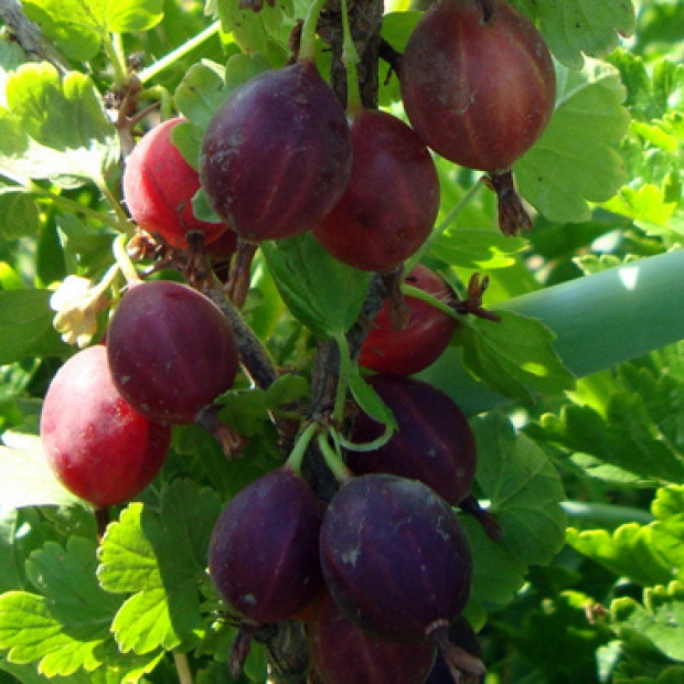 Фото 2. Крыжовник «Северный Капитан» в каталоге СЦ Корекозево