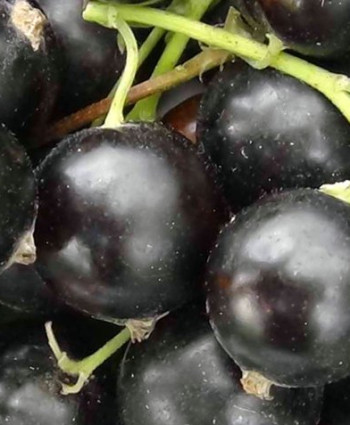 Смородина черная «Селеченская 2» в каталоге СЦ Корекозево