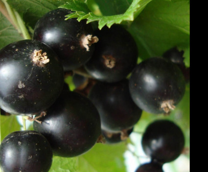 Смородина черная «Селеченская 2» в каталоге СЦ Корекозево