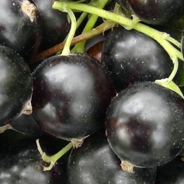 Фото 1. Смородина черная «Селеченская 2» в каталоге СЦ Корекозево