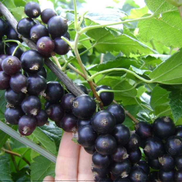 Фото 3. Смородина черная «Селеченская 2» в каталоге СЦ Корекозево