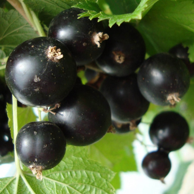 Фото 4. Смородина черная «Селеченская 2» в каталоге СЦ Корекозево