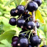 Миниатюра 1. Смородина черная «Гулливер» в каталоге СЦ Корекозево