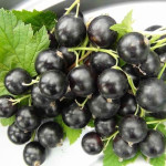 Миниатюра 2. Смородина черная «Гулливер» в каталоге СЦ Корекозево