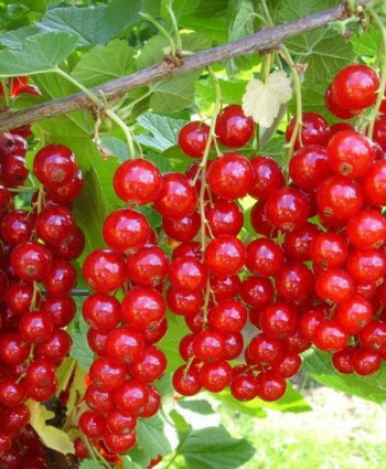 Смородина красная «Ненаглядная» в каталоге СЦ Корекозево