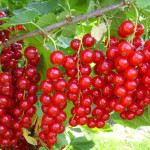 Миниатюра 1. Смородина красная «Ненаглядная» в каталоге СЦ Корекозево