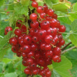 Миниатюра 2. Смородина красная «Ненаглядная» в каталоге СЦ Корекозево