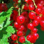 Миниатюра 3. Смородина красная «Ненаглядная» в каталоге СЦ Корекозево