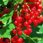 Миниатюра 4. Смородина красная «Ненаглядная» в каталоге СЦ Корекозево