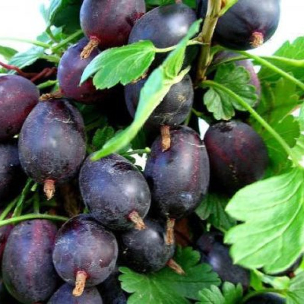 Фото 3. Крыжовник «Грушенька» в каталоге СЦ Корекозево