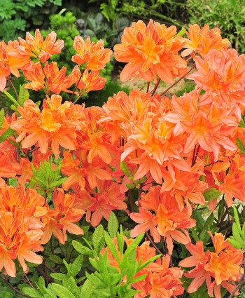 Рододендрон (Азалия) Японский лососевый в каталоге СЦ Корекозево