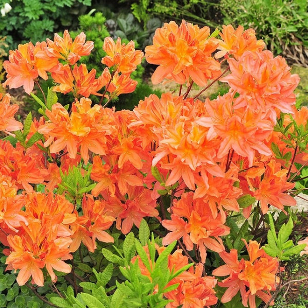 Фото 1. Рододендрон (Азалия) 