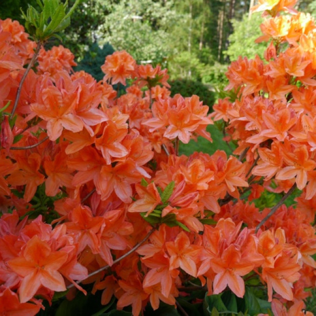 Фото 2. Рододендрон (Азалия) 