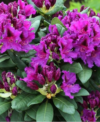 Рододендрон Азурро в каталоге СЦ Корекозево