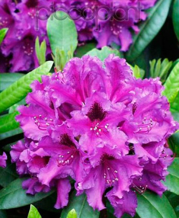 Рододендрон «Азурро» в каталоге СЦ Корекозево