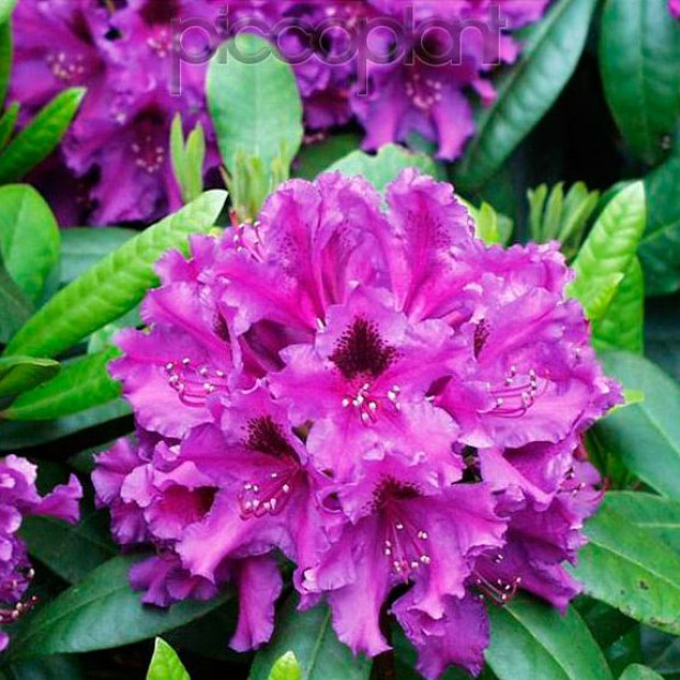 Фото 2. Рододендрон 