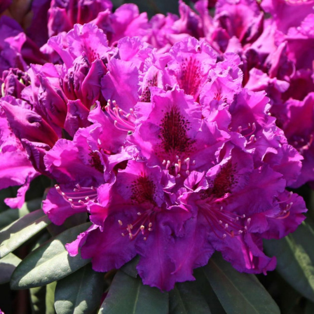 Фото 3. Рододендрон 