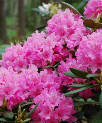 Рододендрон Гаага в каталоге СЦ Корекозево