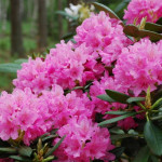 Миниатюра 4. Рододендрон «Гаага» в каталоге СЦ Корекозево