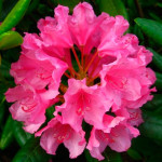 Миниатюра 3. Рододендрон «Гаага» в каталоге СЦ Корекозево