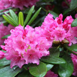 Миниатюра 1. Рододендрон «Гаага» в каталоге СЦ Корекозево