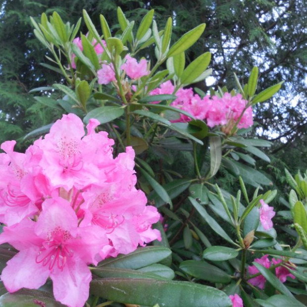 Фото 2. Рододендрон «Гаага» в каталоге СЦ Корекозево