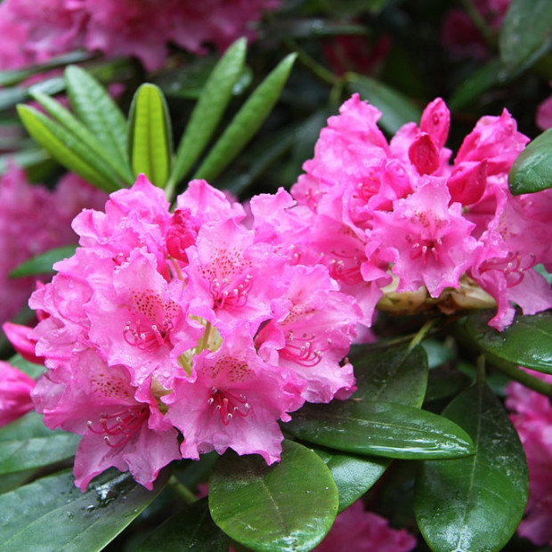 Фото 1. Рододендрон «Гаага» в каталоге СЦ Корекозево