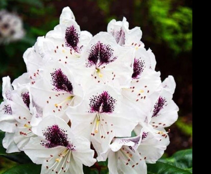 Рододендрон Кальсап в каталоге СЦ Корекозево