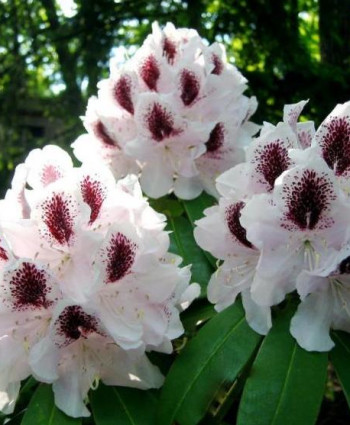 Рододендрон «Кальсап» в каталоге СЦ Корекозево