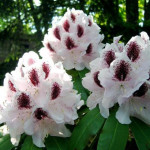 Миниатюра 2. Рододендрон 