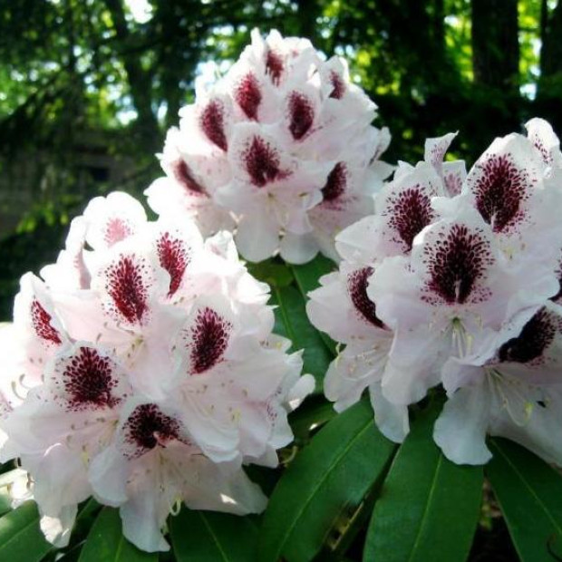 Фото 2. Рододендрон 