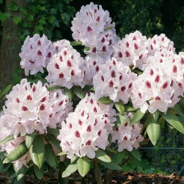 Фото 3. Рододендрон 