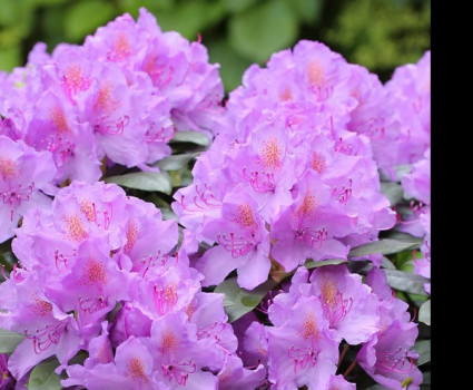 Рододендрон «Катевбинский» в каталоге СЦ Корекозево