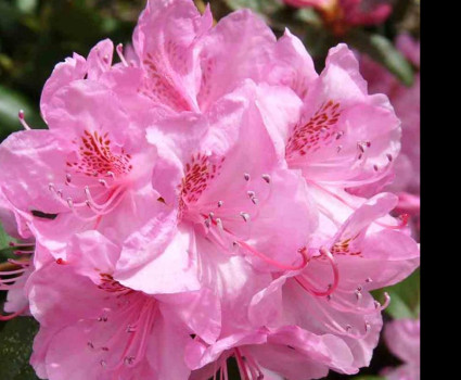 Рододендрон Хельсинки Университет в каталоге СЦ Корекозево