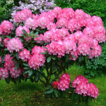 Миниатюра 2. Рододендрон 