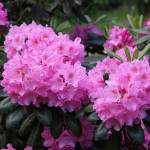 Миниатюра 3. Рододендрон 