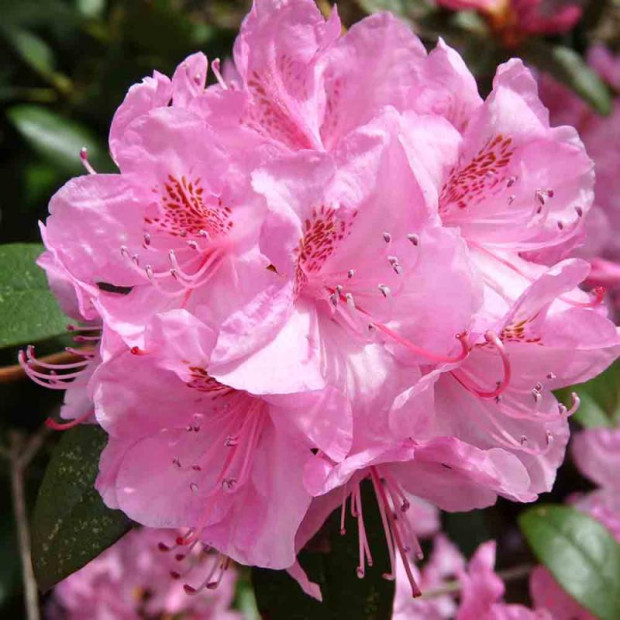 Фото 1. Рододендрон 