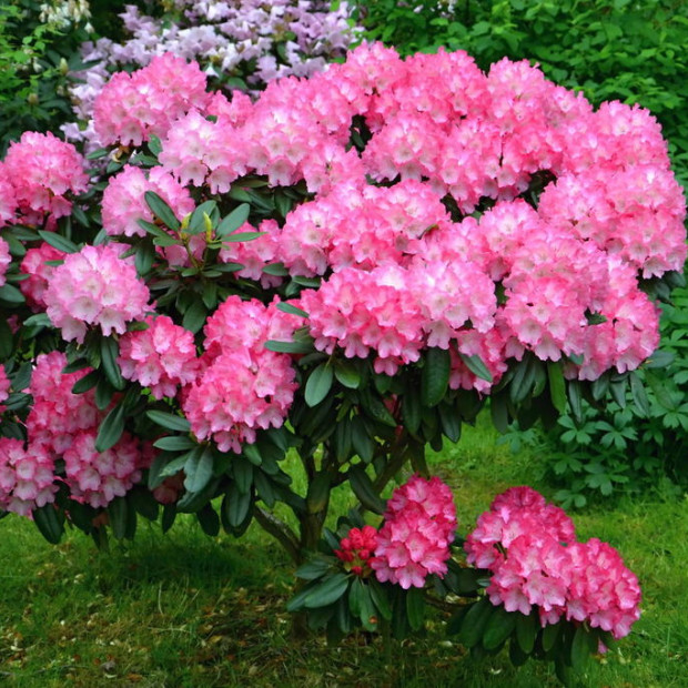 Фото 2. Рододендрон 