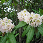 Миниатюра 1. Рододендрон 