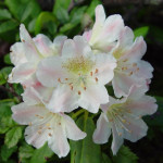 Миниатюра 2. Рододендрон 