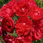 Миниатюра 1. Роза 